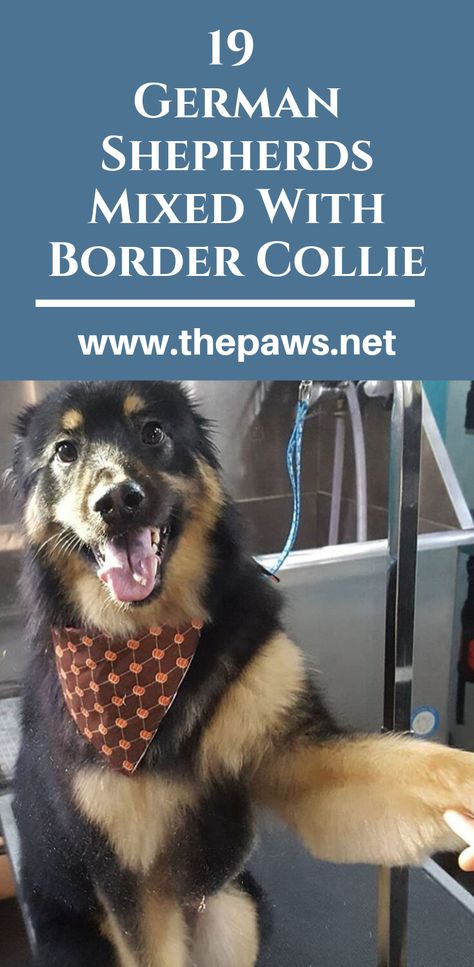 German Shepherd Collie Mix Dogs, German Shepherd Border Collie Mix Dogs, Shollie Dog, German Shepherd Border Collie, Brown Border Collie, Dog Infographic, German Shepherd Husky, Cross Pictures, German Shepherd Mix