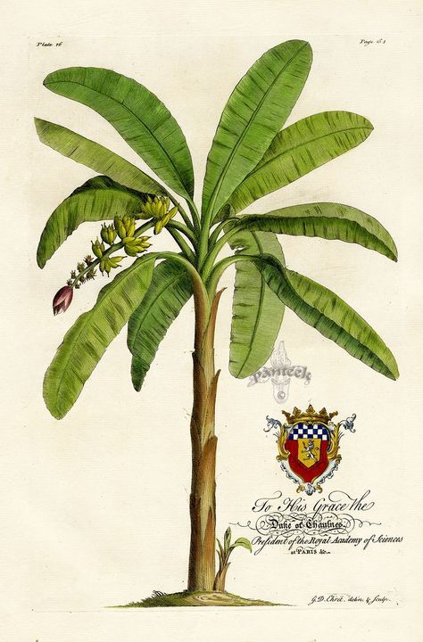 palm tree print - Buscar con Google Illustration Botanique, Banana Tree, Vintage Botanical Prints, Botanical Painting, Scientific Illustration, A Banana, Tree Drawing, Botanical Drawings, Plant Illustration