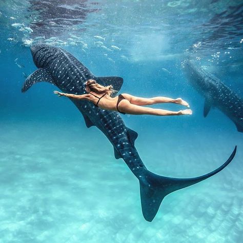 : “Swimming with whale sharks 🌍Philippines Swimming With Whale Sharks, Lev Livet, Cebu City, A Whale, Skateboarder, Dream Travel Destinations, Whale Shark, Under Water, Underwater Photography