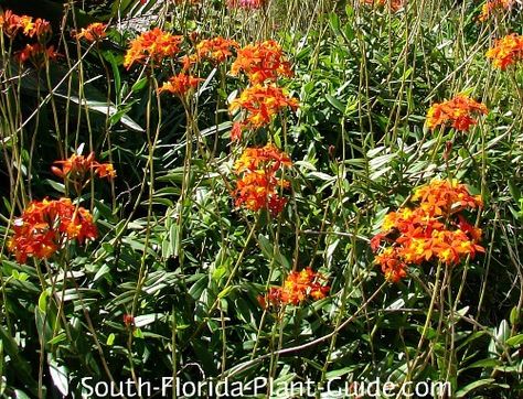 Zone 10 Plants, Ground Orchids, Florida Landscaping, Florida Plants, Orange Plant, Florida Gardening, Gardening Zones, Growing Orchids, Orchids Garden