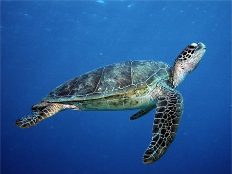 I love sea turtles! Turtle Facts, Loggerhead Turtle, Turtle Images, Underwater Images, Best Scuba Diving, Green Sea Turtle, Green Turtle, Green Sea, Riviera Maya