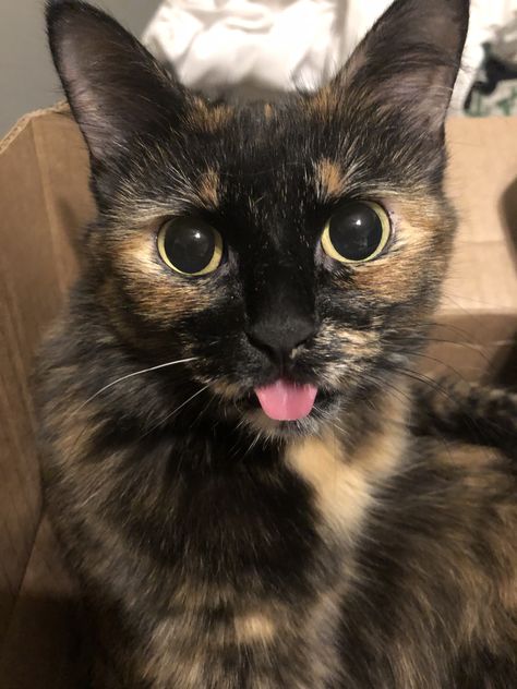 My tortoiseshell bobtail Lucie! She’s a rescue and is such a character ❤️ Tortoiseshell Cat Personality, Tortie Cat, Cat Personality, Tortoiseshell Cat, Tortoise Shell Cat, Gorgeous Cats, Cat Aesthetic, Cute Cats And Dogs, A Character