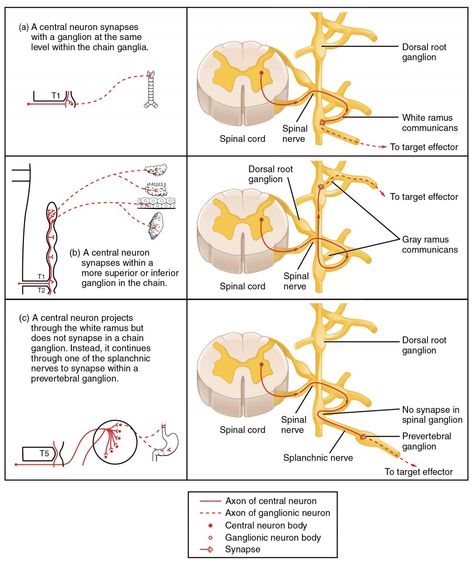 This table shows the connections between the spinal cord and the ganglia. The top panel shows the connection between a central neuron and a chain ganglion at the same lever. The center panel shows the connection between a central neuron and a synapse with a superior or inferior ganglion. The bottom panel shows the projection of a central neuron into the white ramus. Adrenal Medulla, Nervous System Anatomy, Adrenergic Receptors, Basic Anatomy And Physiology, Brain Anatomy, Cranial Nerves, Human Body Anatomy, Medical School Inspiration, Nursing School Tips