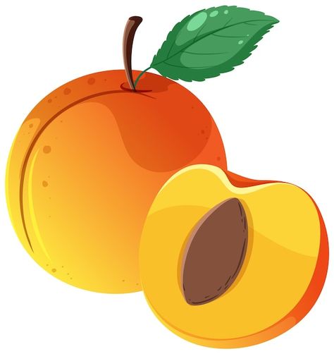 Free vector a full of peach and half of ... | Free Vector #Freepik #freevector #food-clipart #clip-art #cartoon-drawing #plum Fruits Benefits, Fruits Name In English, Guavas, Fruit Names, Fruits Drawing, Stone Fruits, Fruit Benefits, Honeydew Melon, Types Of Fruit