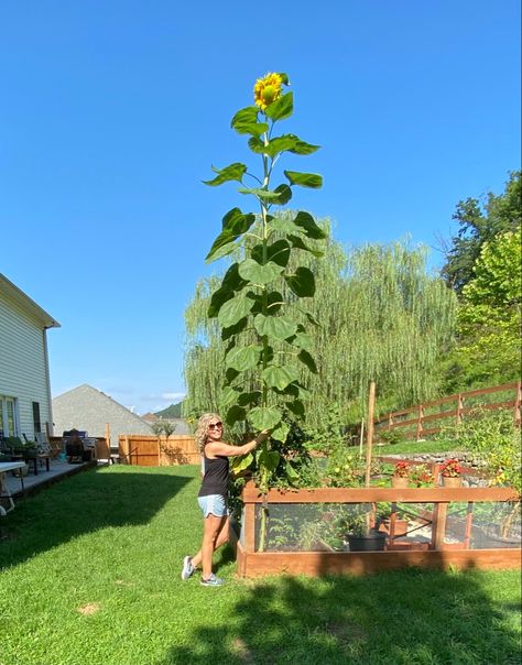 Mammoth Sunflower, Giant Sunflower, Sunflowers And Daisies, Backyard Flocks, Sunflower Garden, Do You Like It, Nurseries, Best Funny Pictures, Garden Seeds