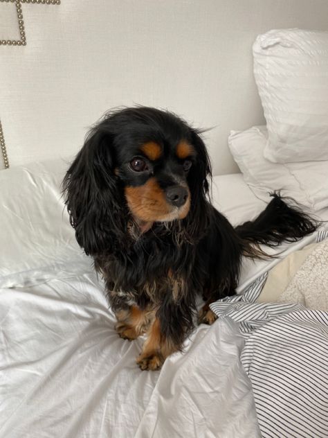 Cocker Spaniel King Charles, Cavapoo King Charles Spaniel, Kings Cavalier Spaniel, King Charles Cavalier Spaniel Black & Tan, Cavalier King Charles Spaniel Brown, Kings Charles Spaniel, Caviler King Charles Spaniel Aesthetic, Caviler King Charles Spaniel Puppies, Cavilar King Charles Spaniel