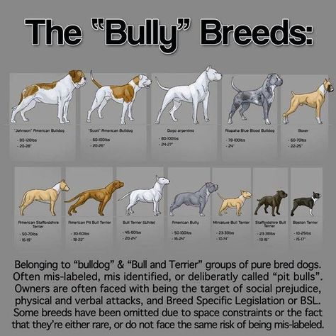 Breeds Of Dogs, Fu Dog, Siluete Umane, American Pitbull, Boxer Puppy, Hiking Dogs, Bully Dog, English Bull Terriers, Dog Info