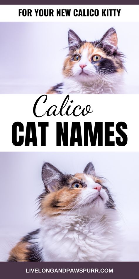 Calico Names For Your New Kitten #calico #catnames #catadoption Tabby Calico Mix Cat, Calico Cat Nails, Calico Cat Personality, Dilute Calico Cat, Calico Cat Names, Cat Advice, Calico Cats, Calico Kitten, Cat Parenting