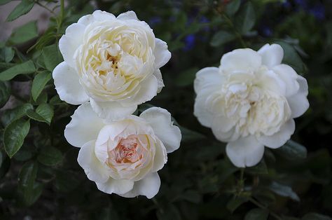 "Bolero" Rose. I do not like white roses, but when I worked at a nursery this one won me over. It is a very small bush with smeller flowers, but what they lack in size they make up for in bloom turnover and fragrance. Oh the fragrance. One of the strongest in my rose garden. Bolero Rose Bush, Bolero Rose, Terrace Plants, Garden Extension, Rose Garden Landscape, Small White House, Grandma's Garden, Paint Flowers, Grandmas Garden