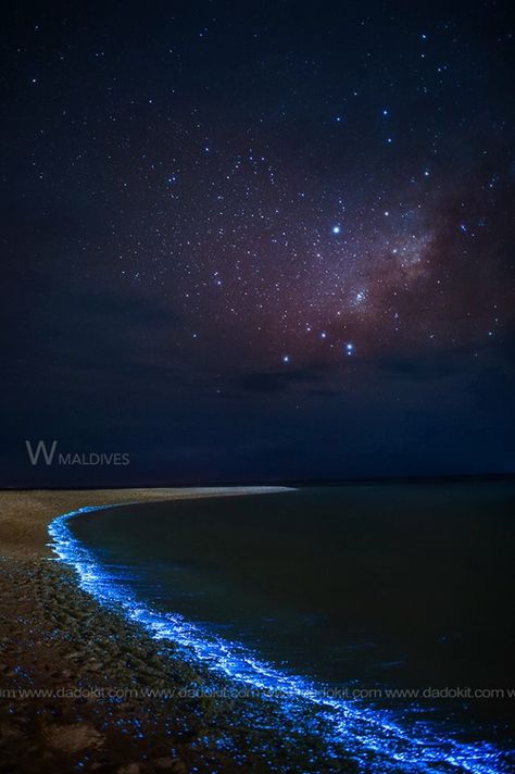 Glowing Beaches, Sea Of Stars Maldives, Star Sea, Ocean At Night, Sea Of Stars, Aesthetic Japan, Blue Star, Dream Vacations, Higher Power