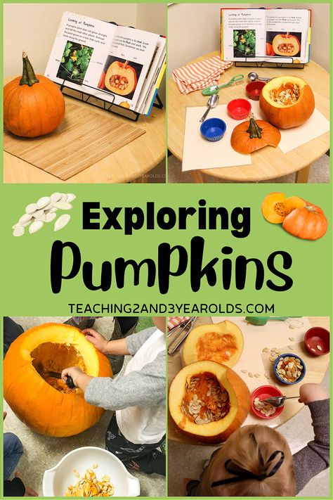 Exploration Table Preschool, Pumpkin Sensory Activities Preschool, Pumpkin Block Center Preschool, Pumpkin Dissection Preschool, Exploring Pumpkins Preschool, Preschool Pumpkin Science Activities, Pumpkin Reggio Activities, Pumpkin Ideas For Preschoolers, Reggio Pumpkin Activities