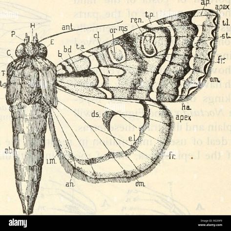 Moth Anatomy, Museum Natural History, Insect Anatomy, Anatomy Tattoo, Butterfly Book, Botanical Sketchbook, Insect Tattoo, Butterfly Books, Moth Wings