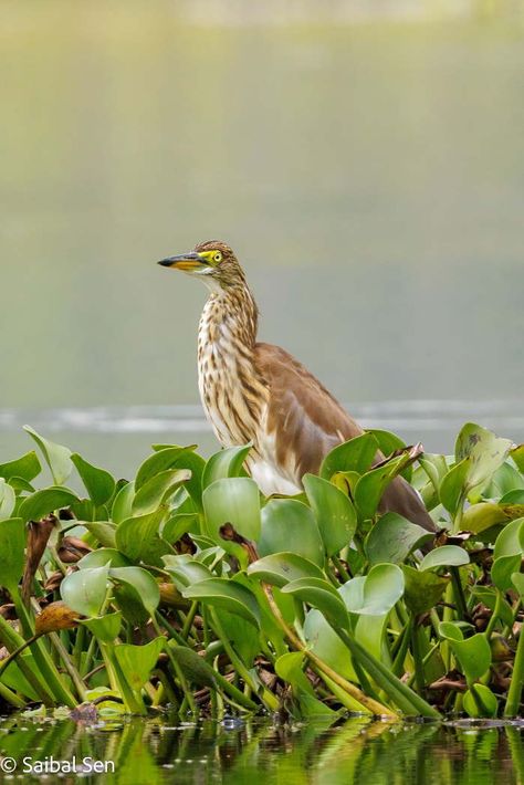 Van Long Nature Reserve, Ninh Binh Travel Guide Ba Vi National Park, Can Gio Mangrove Forest, Bach Ma National Park, Vietnam Adventure, Cat Tien National Park, Cuc Phuong National Park, Vietnam Holidays, Adventure Tourism, Vietnam Tours