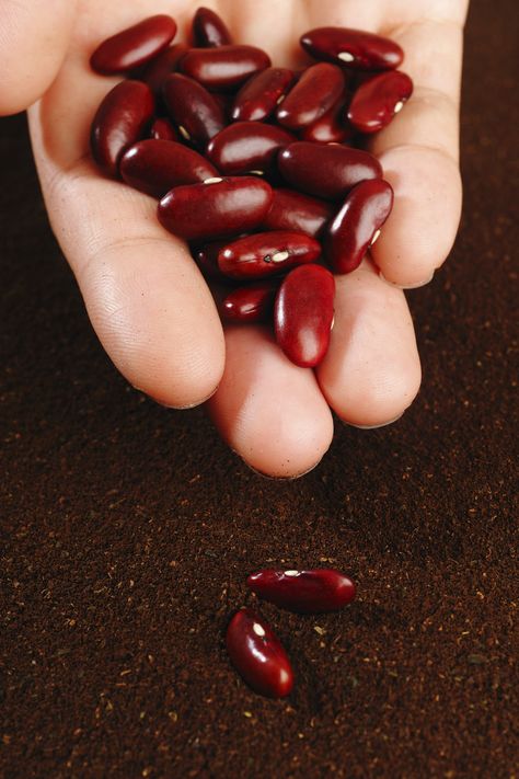 Kidney beans are a healthy inclusion to the home garden. One cup of kidney beans provides 45.3% of the recommended daily intake for fiber! With all that goodness, the only question is how to grow kidney beans. This article will help. Plant Advice, Vine Garden, Small Holding, Gardening Food, Types Of Herbs, Dry Beans, Garden Hacks, Architectural Engineering, Red Kidney Bean