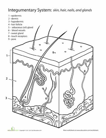 Worksheets: Inside-Out Anatomy: The Integumentary System Anatomi Dan Fisiologi, The Integumentary System, Life Science Middle School, Skin Anatomy, Middle School Life, Anatomy Coloring Book, Integumentary System, Human Body Unit, Human Body Systems