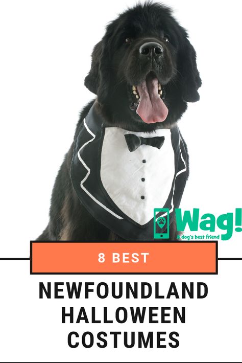 The Best Halloween Costumes for Newfoundland Dogs #newfoundland #dogs #halloweendog #dogcostumes #adorable #cute #precious #bigdogs #trickortreat #dogtips #wagwalking #wagdogwalking Newfoundland Halloween Costumes, Homemade Dog Costumes, Halloween Costumes For Dogs, Costumes For Dogs, Newfoundland Dogs, The Best Halloween Costumes, Bird Barn, Diy Dog Costumes, Best Halloween Costumes