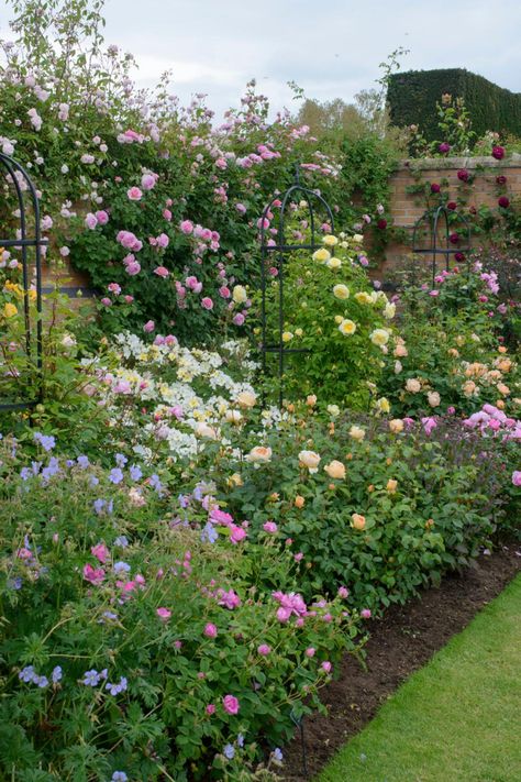 Rose Climbers, Rose Bed, Rosen Beet, Rose Garden Design, Cottage Garden Design, Garden Wallpaper, English Cottage Garden, Garden Shrubs, Garden Pictures