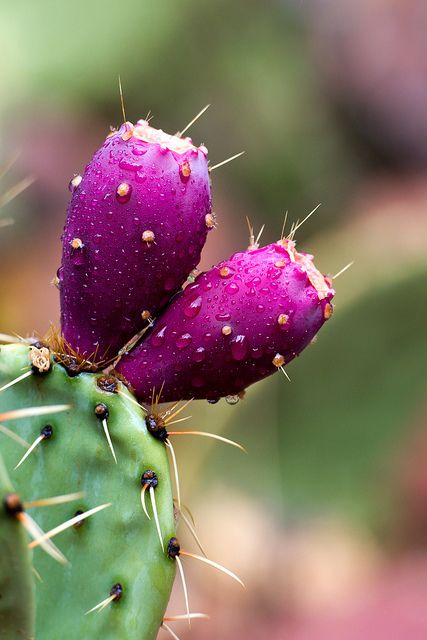 El nopal es un poco, la bombilla con forma de fruta que está en la cima de un cactus. Un maduro nopal adoptará el color de la flor, o su tiene una piel roja. Prickly Pear Fruit, How To Grow Cactus, Purple Cactus, Cactus Paintings, Pear Fruit, Cactus Painting, Prickly Pear Cactus, Cactus Art, Cactus Flowers