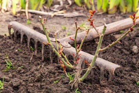 Discover the worst time to plant a rose bush in your garden. | This Is the Best Time to Plant Roses for Stellar Summer Blooms Planting Rose Bushes, Rose Bush Care, How To Trim Roses, Rose Plant Care, Pruning Roses, Rooting Roses, Plant Benefits, Rose Bushes, Heirloom Roses