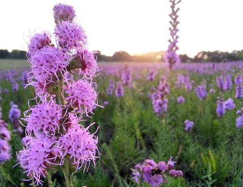 Ohio Flowers, Perennials Low Maintenance, Native Plant Landscape, Deer Resistant Perennials, Blazing Star, Full Sun Perennials, Hosta Plants, Native Flowers, Shade Perennials