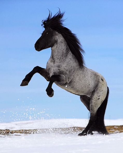 Icelandic Horse by Ragnar Sigurdsson on Flickr Spirit Der Wilde Mustang, Blue Roan Horse, Stunning Horses, Icelandic Horses, Welsh Pony, Blue Roan, Icelandic Horse, Majestic Horse, Horses And Dogs