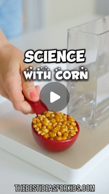 Dancing Corn Experiment, Dancing Corn, Simple Science, Easy Science Experiments, Clear Vase, Vinegar And Water, Corn Kernel, Easy Science, Preschool Science