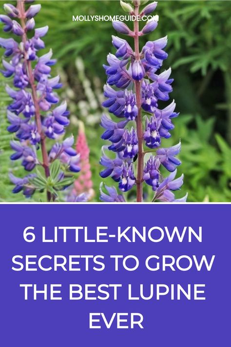 Discover the secrets of how to grow lupine successfully in your garden. Learn the best planting techniques, soil requirements, sunlight needs, and watering tips to ensure your lupines thrive. Whether you're a beginner or experienced gardener, these essential guidelines will help you cultivate beautiful and vibrant lupine flowers that will brighten up your outdoor space. Follow these step-by-step instructions and watch as your lupines grow healthy and strong, adding charm and color to your garden Lupine Landscaping, Lupines Garden, Planting Techniques, Lupine Flowers, Privacy Wall, Garden Life, Cut Flower Garden, New Growth, Mulch