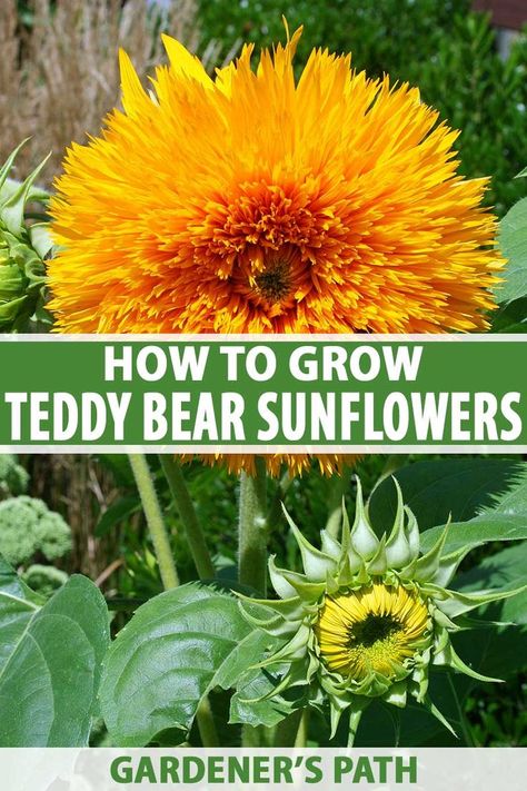 Teddy Bear Sunflower How To Grow, Sunflower Planting Ideas Backyards, Homestead Gardening, Cold Frames, Growing Sunflowers, Planting Sunflowers, Planting Tips, Short Plants, Gothic Garden