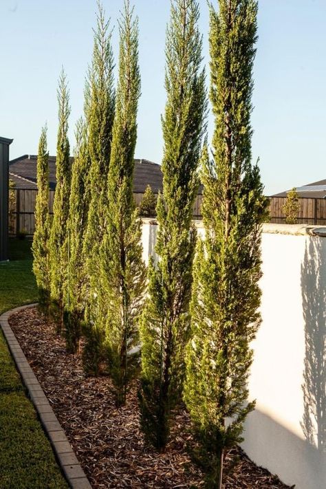 10 Tall Skinny Trees for Small Landscapes And Narrow Garden Spaces Narrow Strip Landscaping, Tall Potted Plants For Privacy, Narrow Space Landscaping, Long Narrow Backyard Landscaping, Pencil Trees Landscaping, Small Narrow Backyard Landscaping, Small Yard Privacy Landscaping, Front Yard Trees Landscaping, Italian Cypress Trees Landscaping