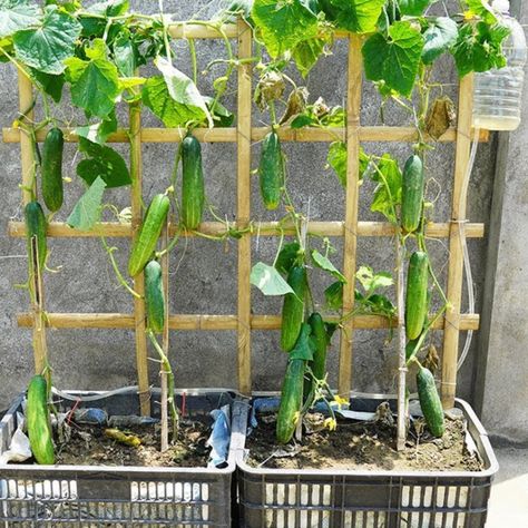 Cucumber In Garden, Cucumber Vertical Garden, Hanging Cucumber Plants, How To Grow Cucumbers Vertically, Vertical Cucumber Gardening, How To Trellis Cucumbers, Balcony Allotment, How To Grow Cucumbers In A Pot, Cucumber Plants In Pots