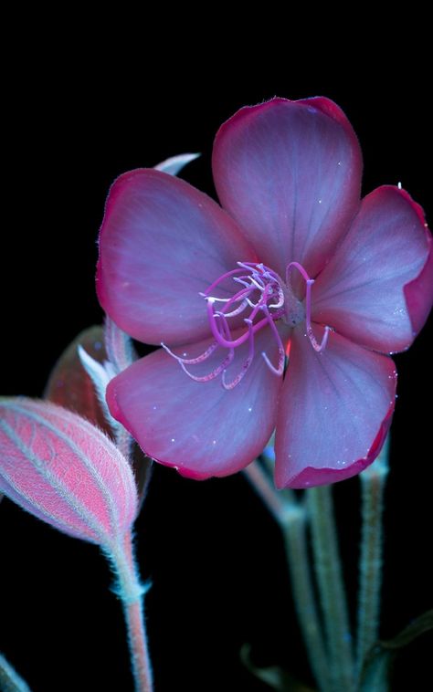 Beautiful Pictures of Ultraviolet Induced Fluorescence in Flowers & Plants - Thursd Ultraviolet Flowers, Photos Of Flowers, Habitat Destruction, Project 365, Flowers Plants, Unique Image, Flower Photos, Another World, Ultra Violet