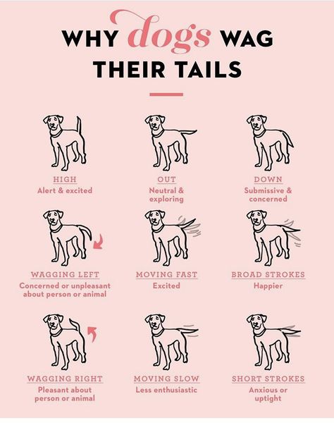 Where Do Dogs Like To Be Petted, Aesthetic Note, Diy Chat, Dog Body Language, Puppy Mom, Puppies Tips, Basic Dog Training, Dog Health Tips, Dog Language