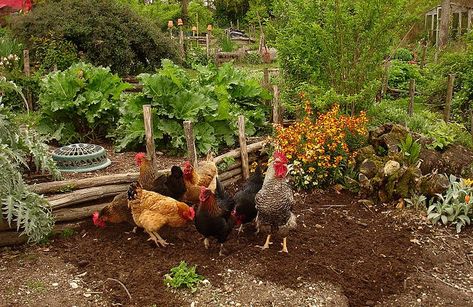 Yes, chickens are invited to my secret garden! Chickens In The Garden, Chicken Garden, Permaculture Design, Keeping Chickens, Garden Animals, Chickens And Roosters, Down On The Farm, Chicken Farm, Hobby Farms