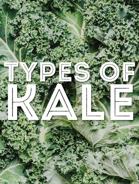 Baby Kale Recipes, Types Of Kale, Red Kale, Cabbage Varieties, Make Kimchi, Flowering Kale, Purple Kale, Fried Kale, Curly Kale