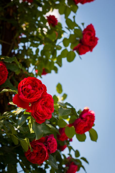 red roses at the elizabeth park rose gardens in hartford, connecticut, photographed by jamie bannon photography. Rose Photography Aesthetic, Rose Flower Aesthetic Red, Roses In Nature, Rose Aesthetic Flower, Red Roses Photography, Rose Flower Aesthetic, Red Rose Photography, Red Rose Aesthetic, Rose Flower Photography