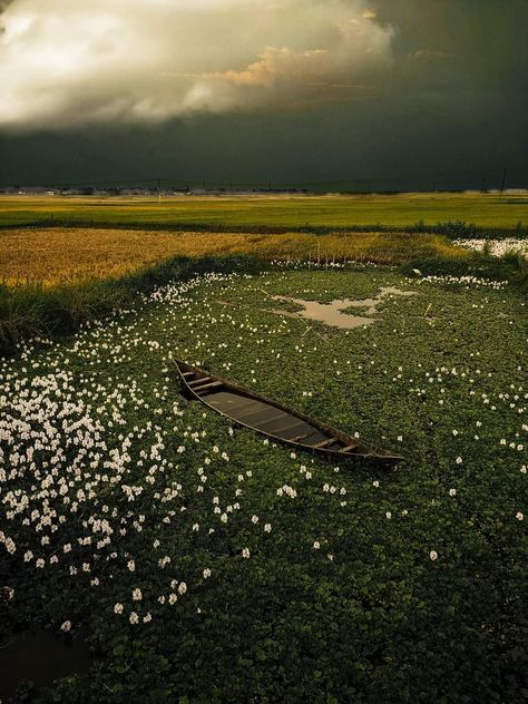 Balikhora Haor,Kishorganj, Bangladesh Bangladesh Travel, Beautiful Bangladesh, Bengali Culture, Mood Vibes, Storm Photography, Village Girl, Floral Wallpaper Phone, Historical Places, Cute Love Pictures