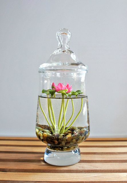 Bearded dragon terrarium