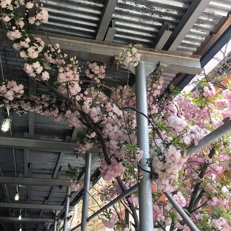 Ig Highlights, Japan Aesthetic, Aesthetic Japan, Japanese Aesthetic, Spring Aesthetic, Nature Aesthetic, Pretty Places, Akita, Aesthetic Photo