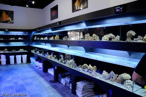 style 2 Aquarium Store, Freshwater Plants, Aquarium Shop, Fish Store, Aquarium Terrarium, Fishing Room, Turtle Tank, Koi Fish Pond, Fish Care