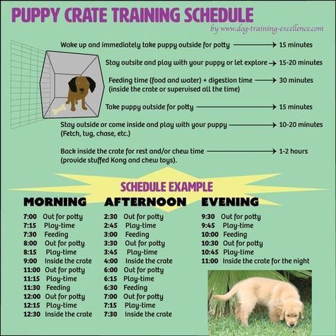 Free printable puppy crate training schedule! The best solution to potty train your dog and prevent home destruction. Follow this positive and effective method and your canine will love its new den. #puppypottytrainingschedule #puppypottytrainingtips Puppy Crate Training Schedule, Crate Training Schedule, Crate Training Puppy Schedule, Puppy Crate Training, Puppy Schedule, Puppy Training Schedule, Crate Training Puppy, Puppy Time, Puppy Crate