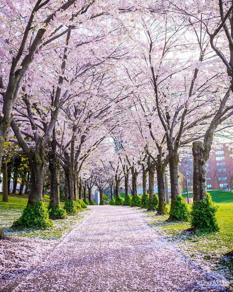 Nadire Atas on Cherry Blossom Trees You Must Visit This Spectacular Cherry Blossom Trail In Ontario - Narcity Blossom Tree Garden, Landscape Photography Trees, Flower Trees, Burlington Ontario, Cherry Blossom Trees, Sakura Bloom, Spring Garden Flowers, Cherry Flower, Cherry Blossom Season