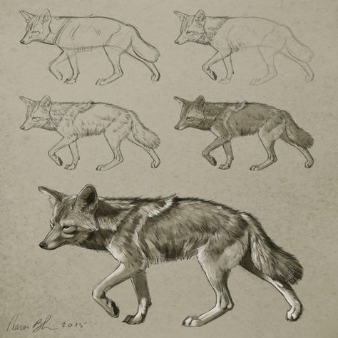 Coyote Sketch, Drawing Canines, Coyote Illustration, Coyote Drawing, Coyote Tattoo, Coyote Animal, Aaron Blaise, American Folklore, Animal Tarot