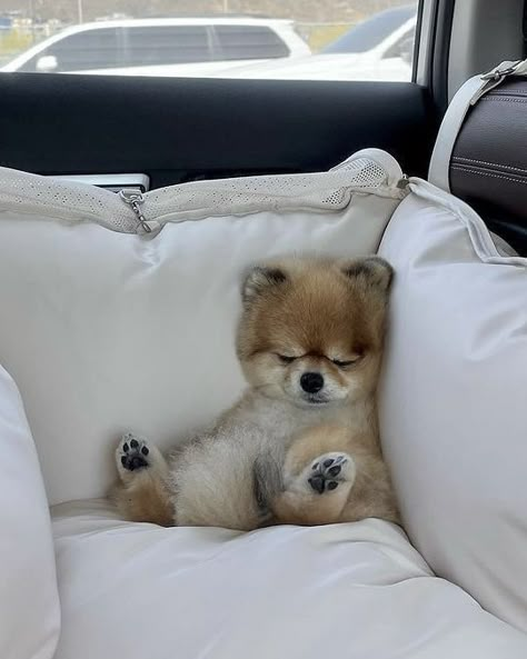 Dogs Social Media, Puppies Cute, Puppy Snuggles, Cute Pomeranian, Super Cute Puppies, Sleeping Puppies, Fluffy Dogs, Fluffy Animals, Sleeping Dogs