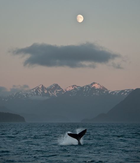 Alaskan Moonrise - Eric Guth Photography Vibey Pictures, Water Aesthetics, Orca Whale, Orca Whales, Back Ground, A Whale, Ocean Wallpaper, Tapeta Pro Iphone, Humpback Whale