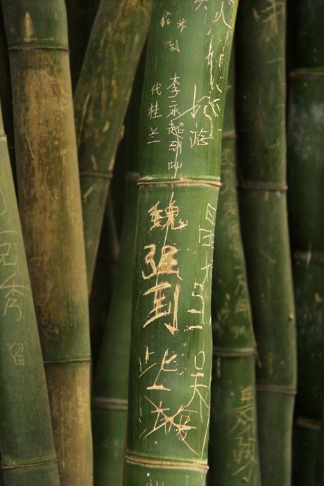 Tip of the Month~Bamboo Pandaren Monk, Avatar Aesthetic, Yin En Yang, Earth Kingdom, Bamboo Trees, Chinese Aesthetic, Fast Growing Plants, Chinese Calligraphy, Insta Inspo