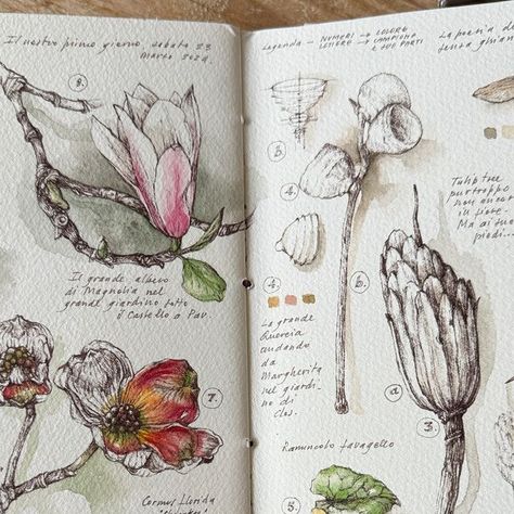 GiacoMina Ferrillo on Instagram: "The pages of my sketchbook are not just a way for me to practice drawing and study botany. They are the repositories of the feelings and memories linked to the plants I observe and the moments in which I observe them.  So this spread contains some species seen in France during my week at Clos Mirabel, in the garden and around but also memories of all the beautiful times spent there. It’s #thepowerofasketchbook_gmf  🌿 #botanyandfeelingsnotes_gmf  #notjustasketchbook_gmf" Bird Sketchbook Pages, Nature Study Sketch, Healing Journal, Pretty Paintings, Botanical Sketchbook, Practice Drawing, Watercolor Sketchbook, Easy Art, My Sketchbook