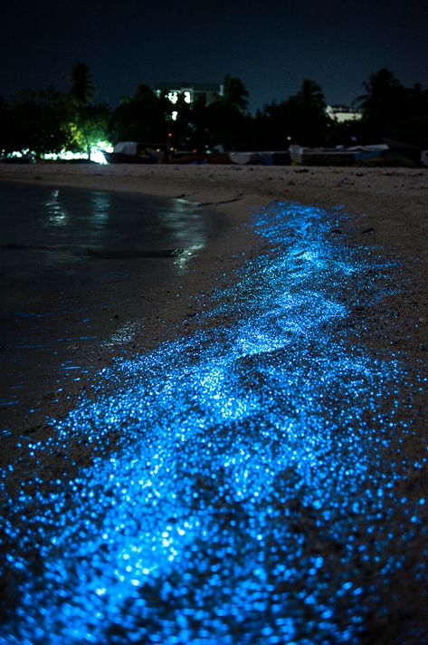 La bioluminiscencia es un fenómeno natural que se puede disfrutar en Holbox - National Geographic en Español Bioluminescent Bay, Magic Night, Sea Of Stars, Beach At Night, Starry Nights, Dream Places, Black Water, Cozumel, Natural Phenomena