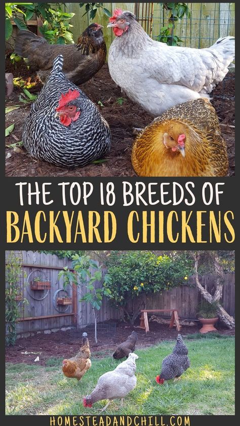 Chickens Backyard Breeds, Homestead Animals, Best Egg Laying Chickens, Egg Laying Chickens, Types Of Chickens, Backyard Chicken Coop Plans, Backyard Chicken Farming, Raising Backyard Chickens, Chicken Coop Designs