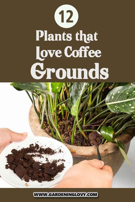 Things To Do With Coffee Grounds, Adding Coffee Grounds To Soil, Coffee Grounds For House Plants, Coffee For Plants Gardening Tips, Is Coffee Good For Plants, What To Do With Used Coffee Grounds, Coffee In Plants, Coffee Water For Plants, How To Use Coffee Grounds In Plants