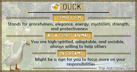 Duck Meaning and Symbolism | The Astrology Web Duck Meaning Spiritual, Duck Spirit Animal Meaning, Meditation Signs, Duck Symbolism, Animals Symbolism, Animal Symbols, Spirit Animal Meaning, Animal Illustration Kids, Different Religions